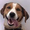 Tazewell County VA Animal Shelter