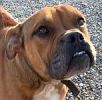 Amelia County VA Animal Shelter