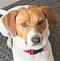 Wise County VA Dog Shelter