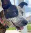Sussex County VA Animal Shelter