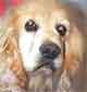 Cockers Angels Spaniel Rescue