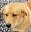 Russell County VA Animal Shelter