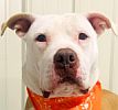 Scott County VA Animal Shelter