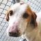 Brunswick County VA Animal Shelter