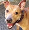Mason County WV Animal Shelter