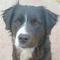 Mercer County WV Animal Shelter