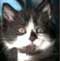 Rainbow Animal Rescue MN