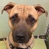 Spotsylvania County VA Animal Shelter