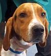 Smyth County VA Animal Shelter