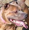 Northampton County NC Animal Shelter