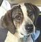 Greene County VA Animal Shelter