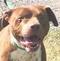 Wythe County VA Dog Shelter