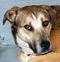 Patrick County VA Animal Shelter
