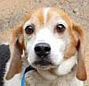Greensville County VA Animal Shelter