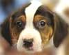 Wisconsin Dog Rescues