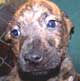Miami Dog Rescue