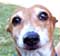 New Hope Dog Rescue