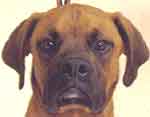 Boxer Dog Rescue NC