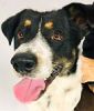 Lee County VA Animal Shelter