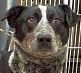 Essex County Animal Shelter