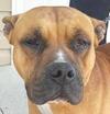 Surry County VA Animal Shelter